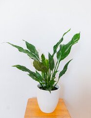 Spathiphyllum diamond house plant