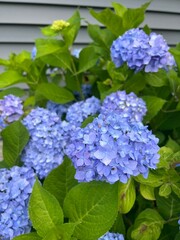 blue hydrangea flowers