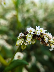 Flowering buckwheat lat. Fagopyrum esculentum known as common buckwheat.