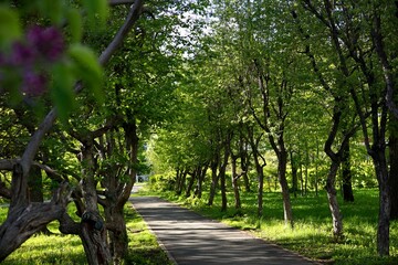 alley in the park