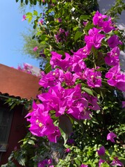 Pink bougainvillea flowers in San Miguel de Allende, Mexico