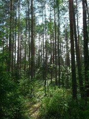 Cosy forest in summer on a sunny day. vertical photo