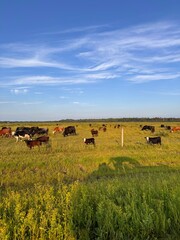 cows in the field