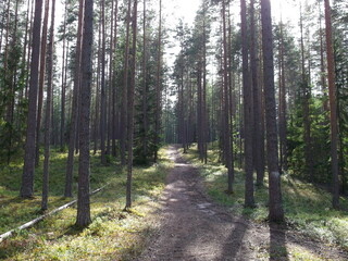 Cosy forest in the summer on a sunny day. path in the forest