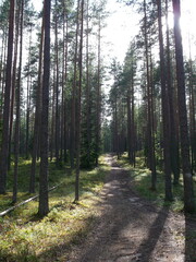 Cosy forest in summer on a sunny day. path in the forest. vertical photo