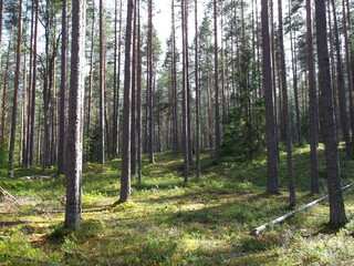 Cosy forest in the summer on a sunny day. hiking and travelling