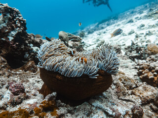 Clownfish in Anemone