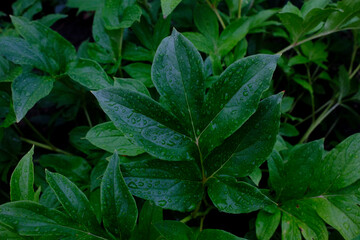 水滴の着いた葉