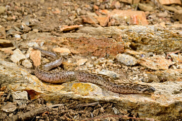 Westliche Sandboa // Javelin sand boa (Eryx jaculus) - Insel Ios, Griechenland