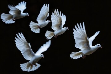 Fototapeta premium A Group Of Dove Flying