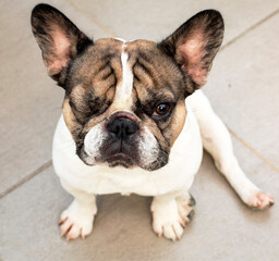 Fototapeta premium Chien de race Bouledogue Français carlin