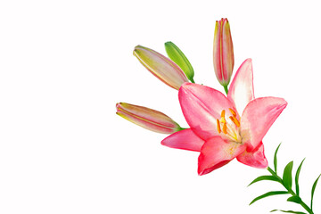 Fototapeta premium Bright lily flowers isolated on white background.