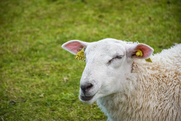 Cute sheep in the green meadow of Lofoten Islands,  Norway