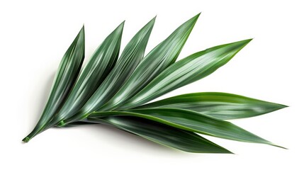 Obraz premium A closeup image showcasing an arrangement of green leaves with a glossy and vibrant texture, highlighting the natural beauty and intricate details of foliage.