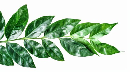 Obraz premium High-resolution, detailed image of a shiny green leaf highlighting the natural veins and surface texture, showcasing the vivid and rich hues of green in its structure.