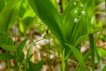 Obraz premium Lily of the valley (Convallaria majalis) in blossom