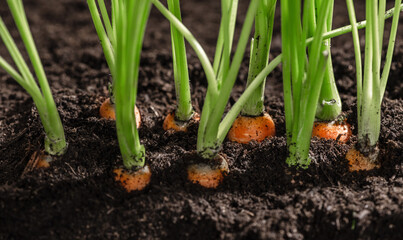 Fresh carrots in her bush in soil