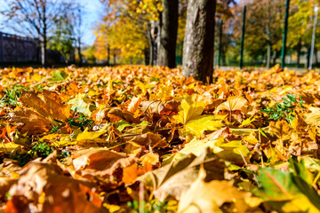 Yellow fallen maple leaves in a park on autumn. Selective focus