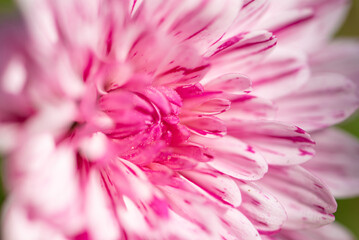 lilac chrysanthemum flower close up, detail of beautiful lilac flower in a flowerbed in the morning sun in Brazil, natural light, selective focus.