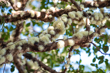 Jaboticabeira in bloom, beautiful and fragrant flowers of a jaboticabeira in Brazil, natural light, selective focus.