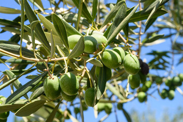 green olives grow on a olive tree branch in the garden. selective focus. banner