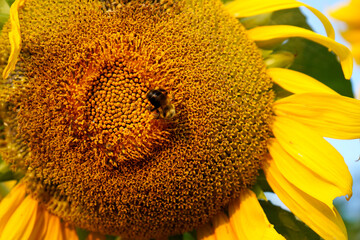sunflower with bee