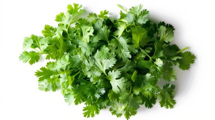 Fototapeta premium A bunch of fresh green cilantro leaves, arranged on a white background, showcasing their delicate structure and vibrant green color, commonly used in various cuisines.