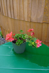 Dark green metal table. Wooden igloo (sauna) textured surface of background. Flower in pot. Weather...