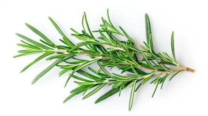 Fototapeta premium A single sprig of green rosemary, captured against a white background, showcasing its needle-like leaves in detail, suitable for culinary and herbal themes.