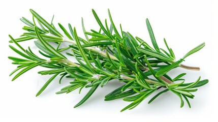 Fototapeta premium This image features a bunch of rosemary sprigs placed horizontally and closely together on a white background, emphasizing the lush green leaves and their arranged stems.