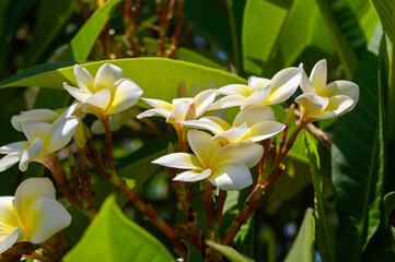 (Plumeria), three white plumeria bloom in a row.