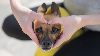 The owner holds her hands in the shape of a heart on the muzzle of the dog Russian Toy Terrier. 