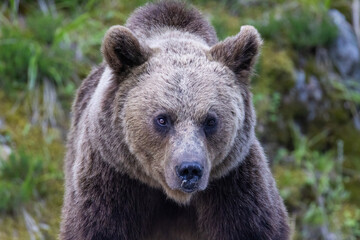 Brown bear portrait