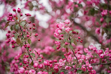 Pink cherry blossoms. Natural beautiful pleasant background.