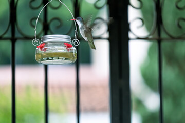 Colibrís tomando de un bebedero de agua