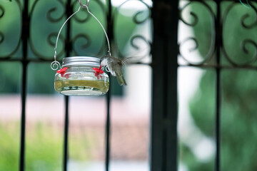 Colibrís tomando de un bebedero de agua