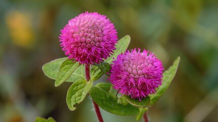 Fototapeta premium A pair of pink flowers rest atop a green foliage-covered tree limb against a hazy backdrop