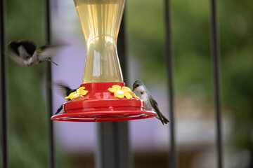Colibrís tomando de un bebedero de agua © Polette