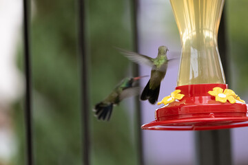 Colibrís tomando de un bebedero de agua
