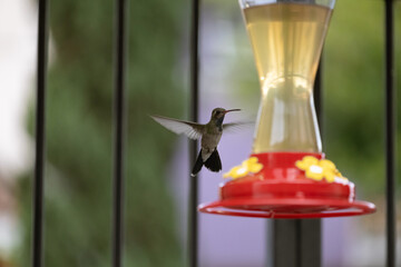 Colibrís tomando de un bebedero de agua © Polette