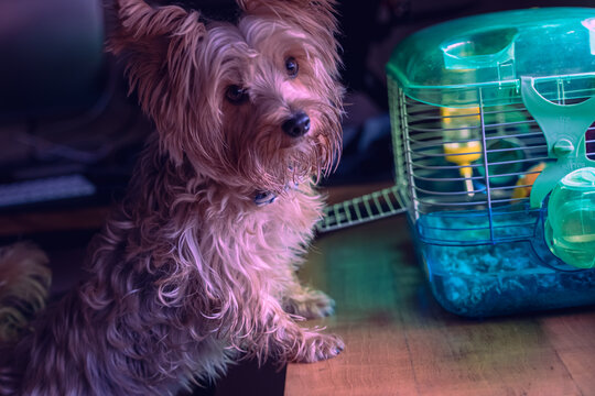 Cachorro viendo una jaula con un hamster