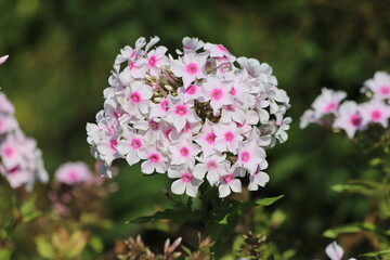 Garden Phlox paniculata, creeping phlox subulata, also known as the moss phlox.