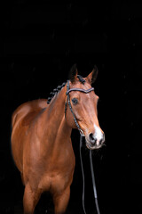 Fototapeta premium An elegant portrait of a bay horse on a black background. A horse on a dark background