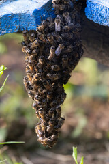 Swarming honey bee close up photo