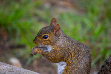 Squirrel in the park