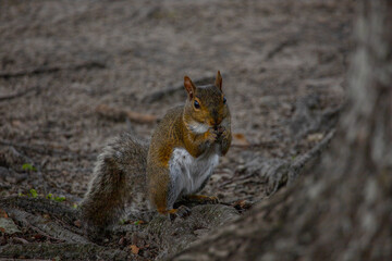 Squirrel in the park