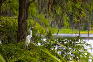 Egret at Greenfield Lake in Wilmington, NC