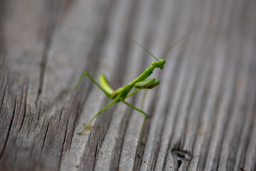 Praying mantis on a board