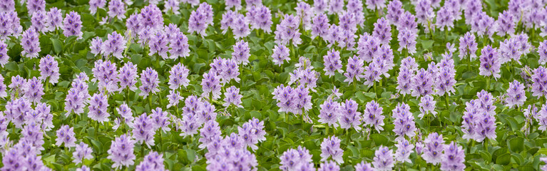 バナーサイズに切り抜いた満開のホテイアオイの花