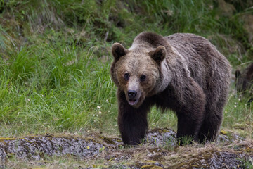 Fototapeta premium Brown bear portrait